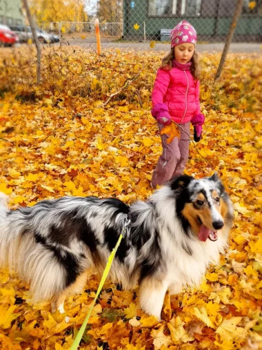 Meistä 12 tyttö ja collie keltaisten vaahteranlehtien ympäröimänä