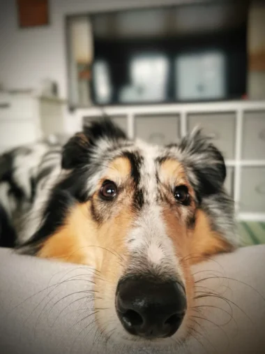 Meistä 36 lähikuva koirasta ja sen pitkästä kuonosta