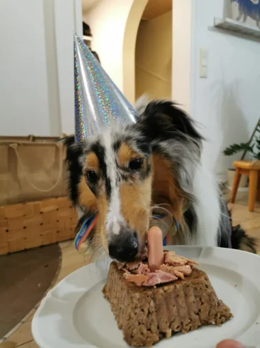 Meistä 44 koira viettää syntymäpäivää